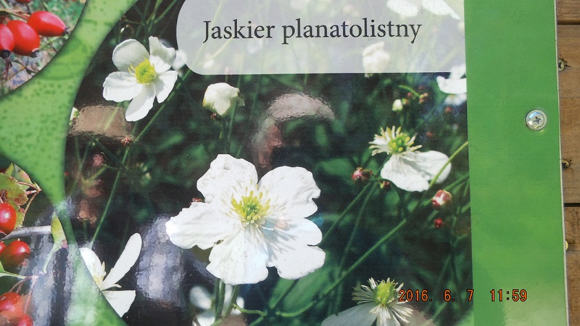 jaskier_planatolistny.jpg