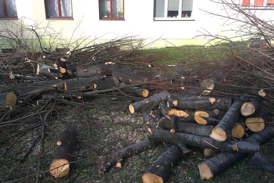 Wycinka drzew na osiedlu - foto