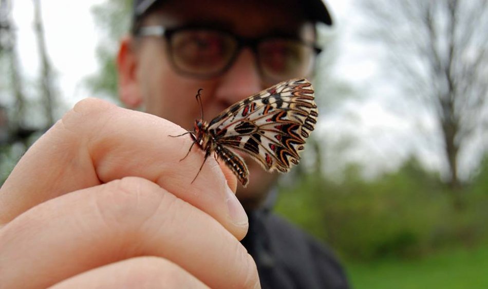 Motyl wrócił do Wapienicy