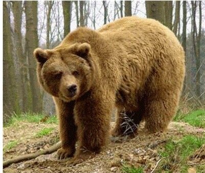 Uwaga, niedźwiedź na Magurce!