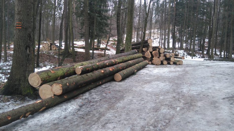 Masowa wycinka w Cygańskim Lesie - foto