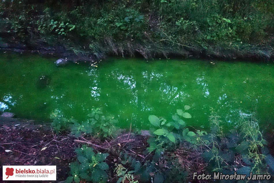 Zielona woda w potoku Krzywa - foto
