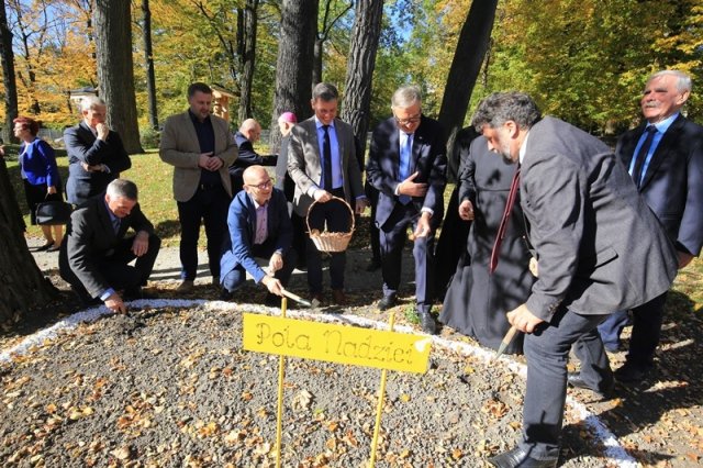 Wszyscy sadzą żonkile - foto