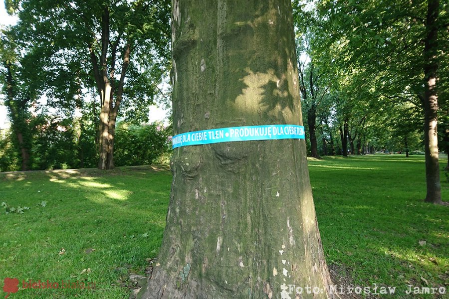 Tajemnicze opaski na drzewach w parkach. Kto je rozwiesza?