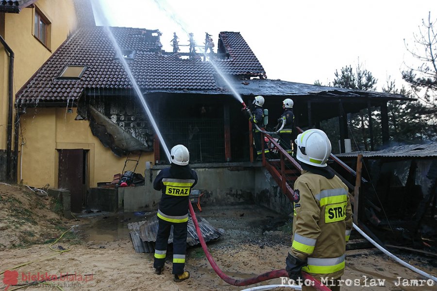 Pożar w nowym hotelu dla psów. Nie wszystkie zwierzęta przeżyły - foto