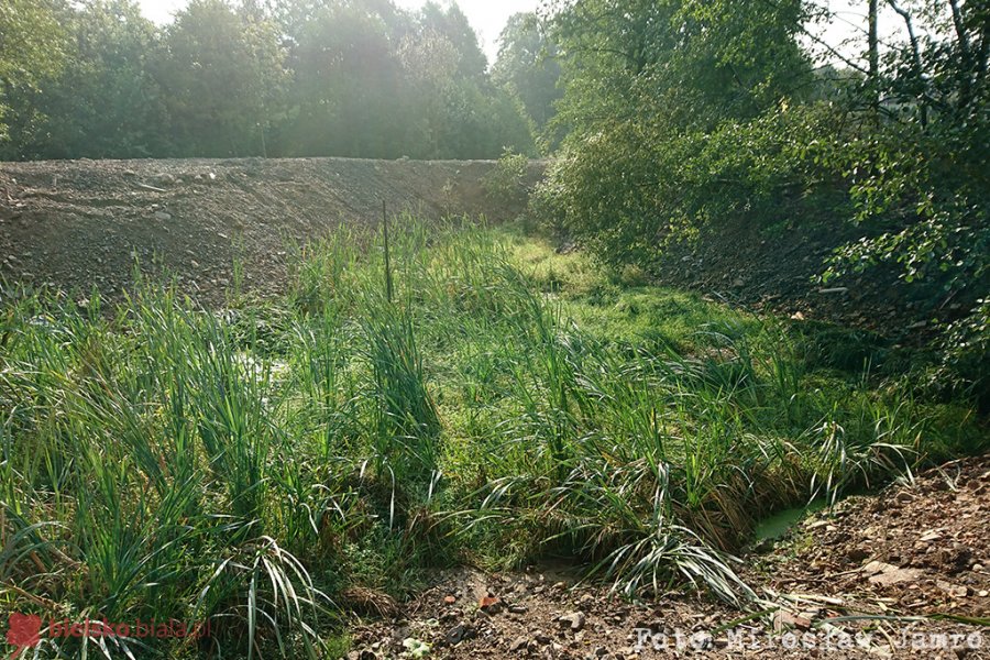 Zasypują drzewa i staw. Niszczą środowisko zwierząt - foto