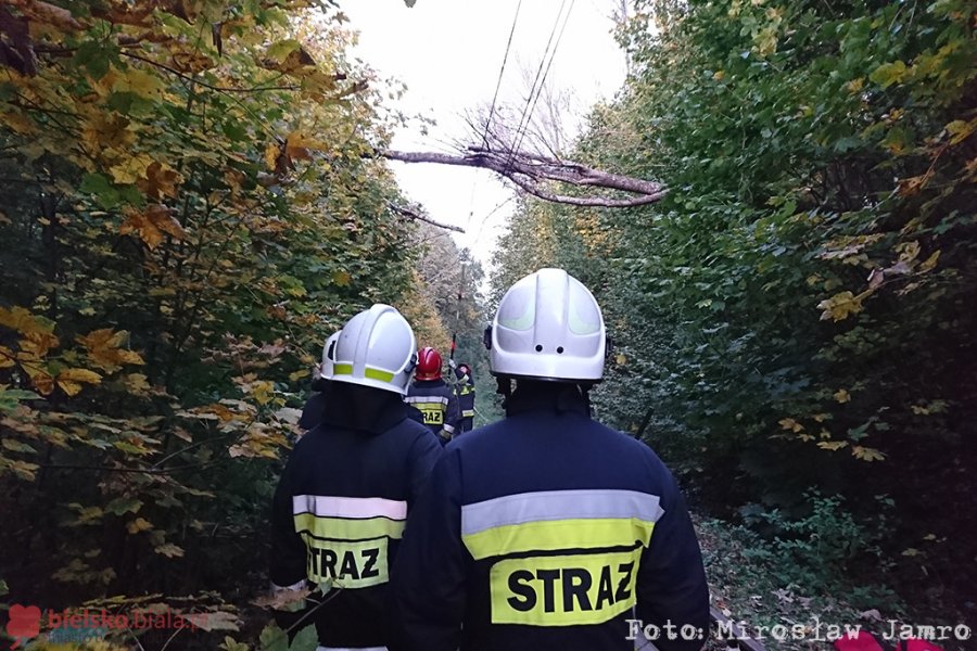 Wandale na linii kolejowej. Podcięte drzewo spadło na trakcję! - foto