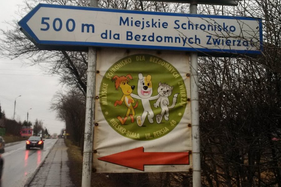 Psy cieszą się z ciepła. Dzikie koty też mają ogrzewanie