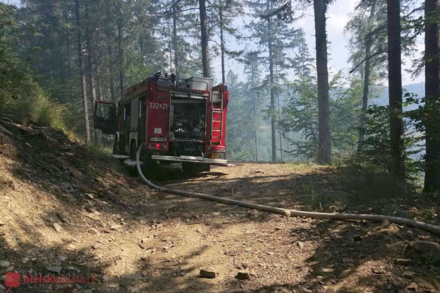 Pożar poszycia leśnego w Jaworzu. Trudna akcja gaśnicza - foto