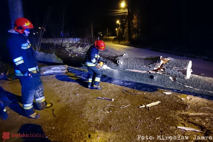 Silny wiatr przewracał drzewa. Służby miały dużo pracy - foto
