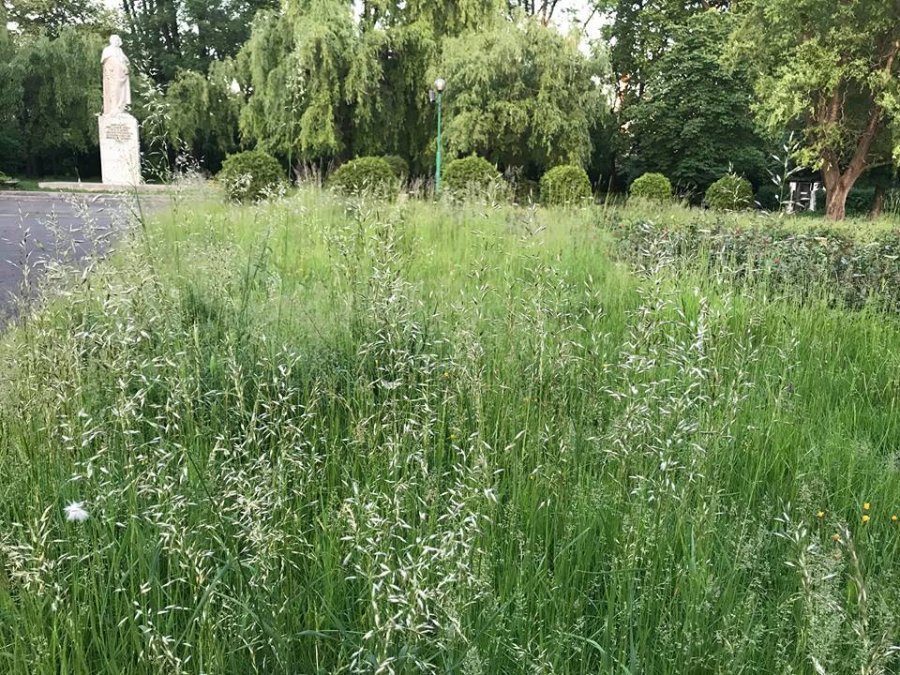 Powstanie pół hektara łąk w centrum miasta zamiast trawników