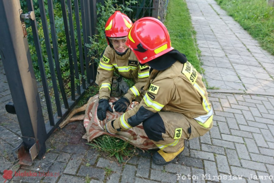 Sarna utknęła w ogrodzeniu. Strażacy użyli narzędzi hydraulicznych - film