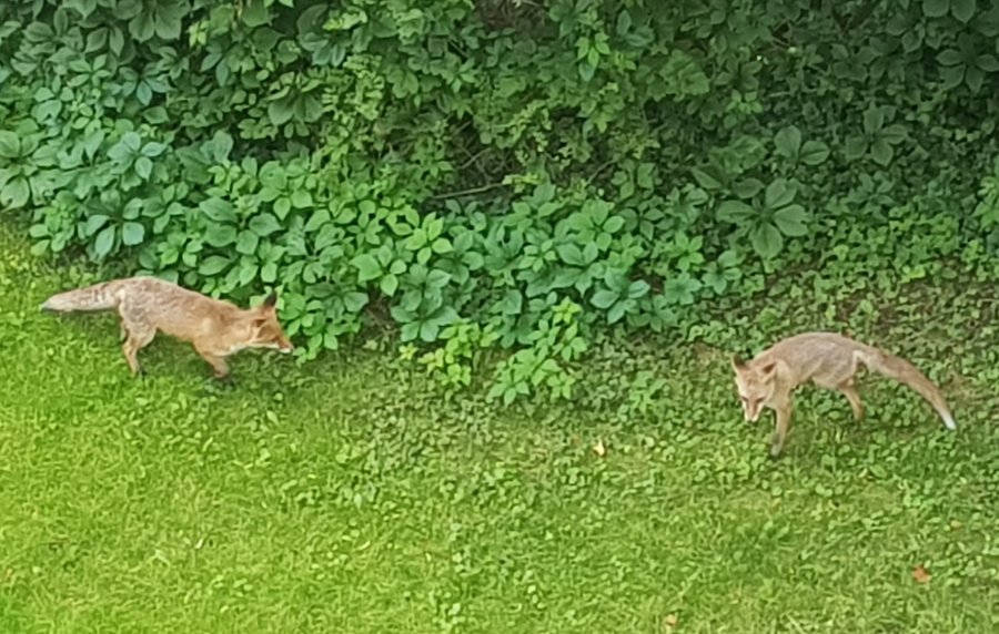 Lisy i borsuki na osiedlu mieszkaniowym. Ludzie boją się wścieklizny