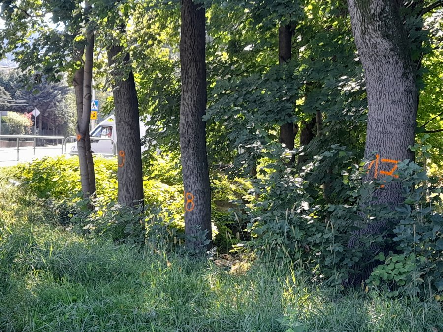 Tajemnicze znaki na brzegu potoku. Szykuje się kolejna masakra drzew?