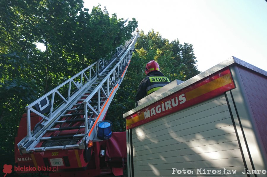 Drzewo zagraża bezpieczeństwu. Na razie nie udało się go wyciąć - foto