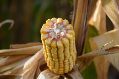 Kukurydza na ziarno - kiedy i jak siać, jakie odmiany wybrać?