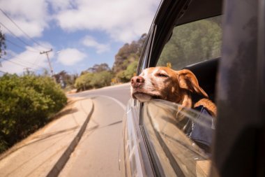Jak bezpiecznie przewozić psa w samochodzie? Poznaj skuteczne rozwiązanie