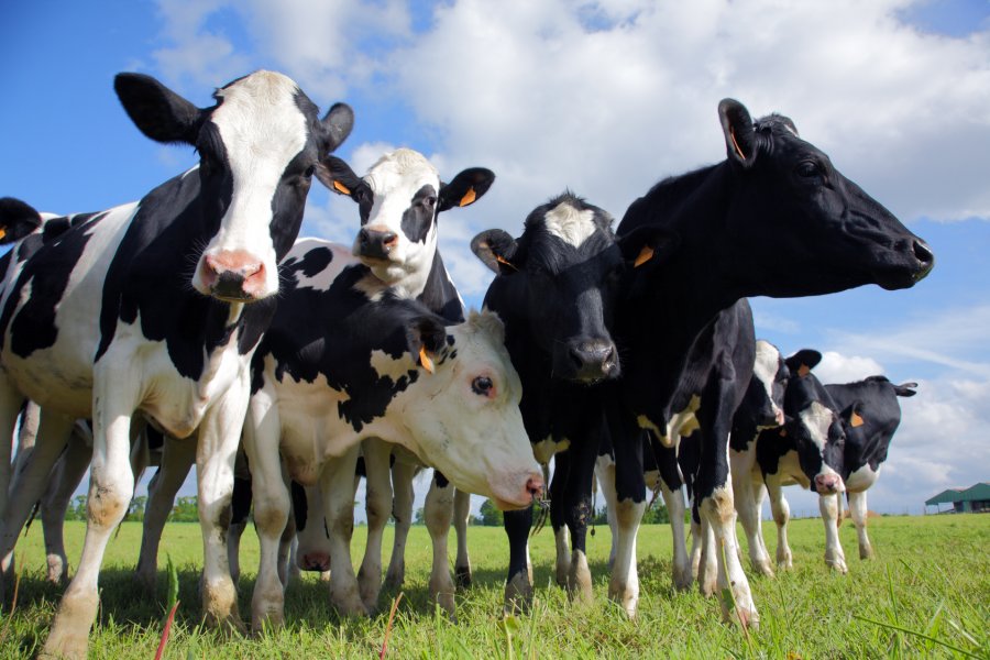 Colostrum bovinum – zdrowotne właściwości substancji i sposób pozyskiwania