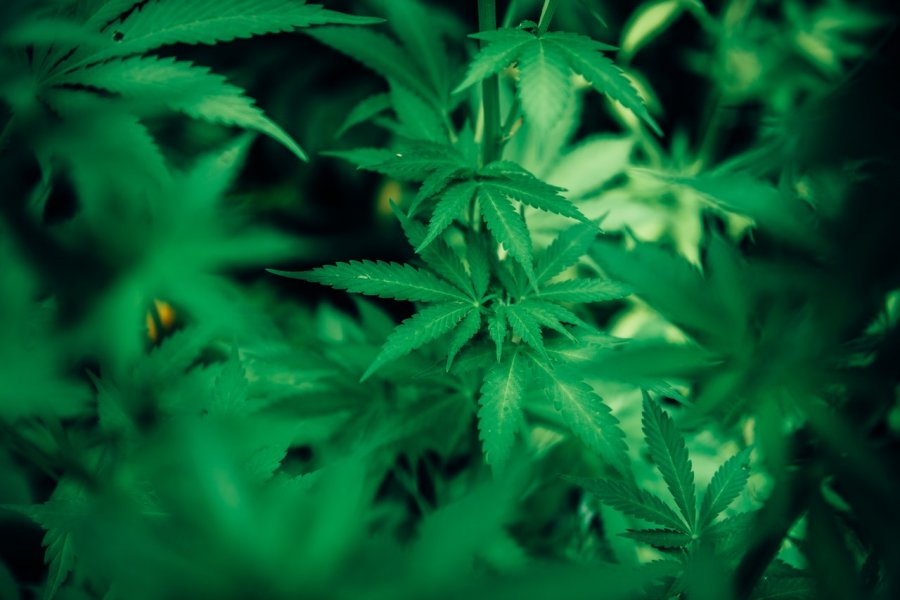 Dlaczego zwykle kojarzymy CBD (kannabidiol) z THC?