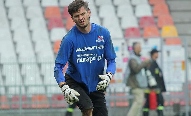Zajac w Drzewiarzu