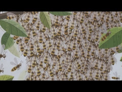 Pszczoły w bibliotece